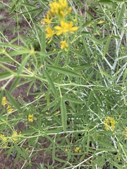 Cleomella angustifolia