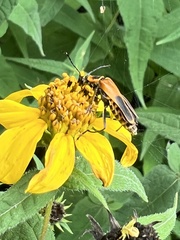 Chauliognathus pensylvanicus