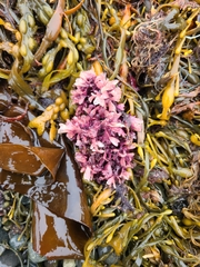 Chondrus crispus