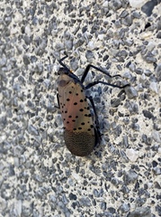 Lycorma delicatula