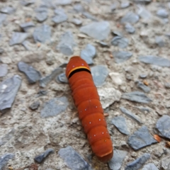 Papilio multicaudata