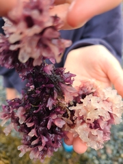 Chondrus crispus