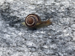 Cepaea