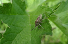 Dolycoris baccarum