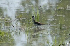 Himantopus mexicanus