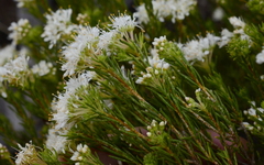 Agathosma