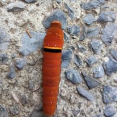 Papilio multicaudata