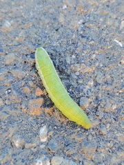 Macroglossum stellatarum