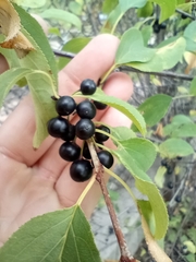 Rhamnus
