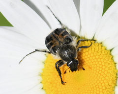 Trichiotinus assimilis