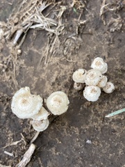 Lepiota cristata