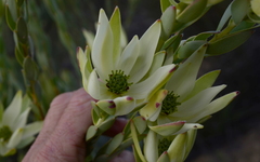 Leucadendron procerum