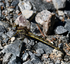 Phanogomphus spicatus