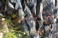 Boykinia occidentalis