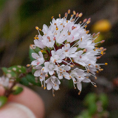 Agathosma