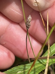 Eleocharis tuberculosa