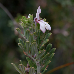 Indigofera brachystachya