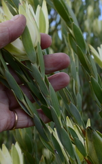 Leucadendron procerum