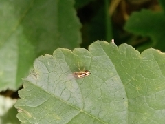 Thaumatomyia glabra