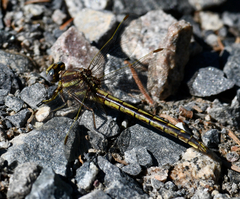 Phanogomphus spicatus