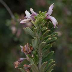 Indigofera brachystachya