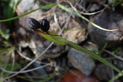 Sisyrinchium