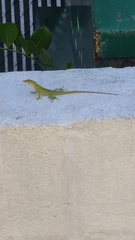 Anolis carolinensis