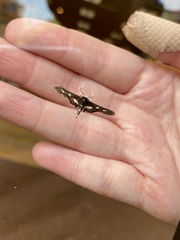 Desmia funeralis