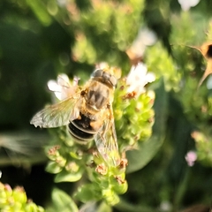 Eristalis
