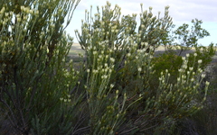 Leucadendron procerum