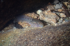 Quasipaa exilispinosa