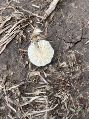 Lepiota cristata