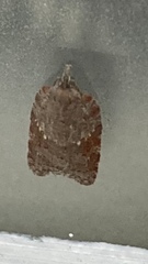 Acleris sparsana
