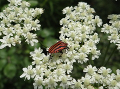 Graphosoma italicum italicum