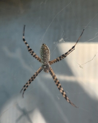 Argiope trifasciata