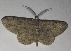 Peribatodes rhomboidaria