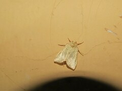 Cosmia trapezina