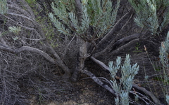 Leucadendron procerum