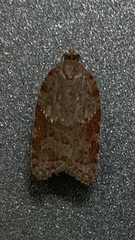 Acleris sparsana