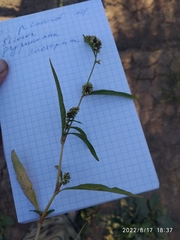 Persicaria tomentosa