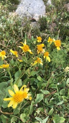Arnica latifolia