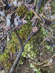 Pyrrhobryum spiniforme