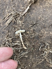 Lepiota cristata