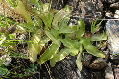 Pinguicula