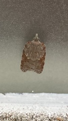 Acleris sparsana