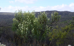 Leucadendron procerum