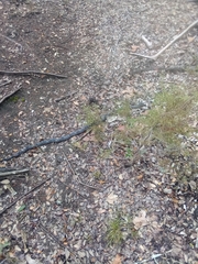 Pantherophis obsoletus