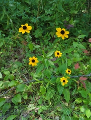 Rudbeckia triloba