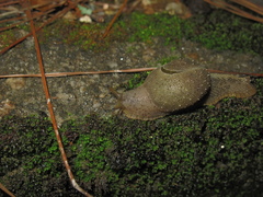 Megaustenia imperator