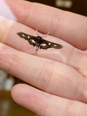 Desmia funeralis